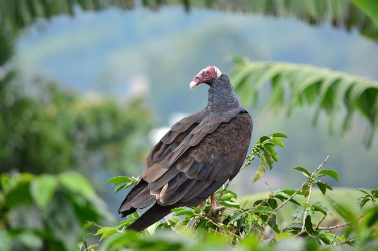Calarcá Finca Turistica Santa Clara旅舍 外观 照片